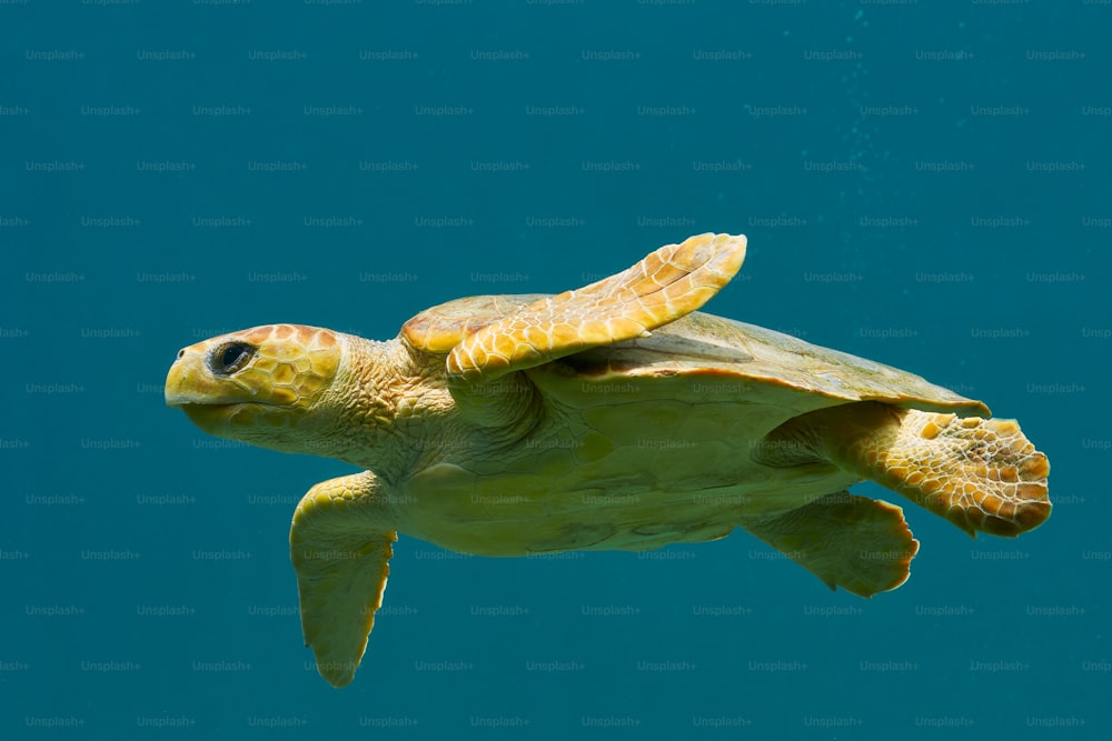 Un primer plano de una tortuga nadando en el agua