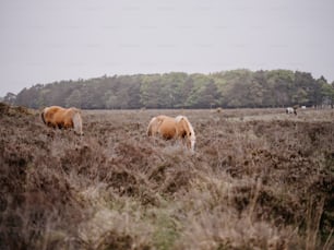 two horses grazing in a field with trees in the background