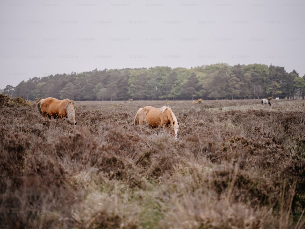 two horses grazing in a field with trees in the background