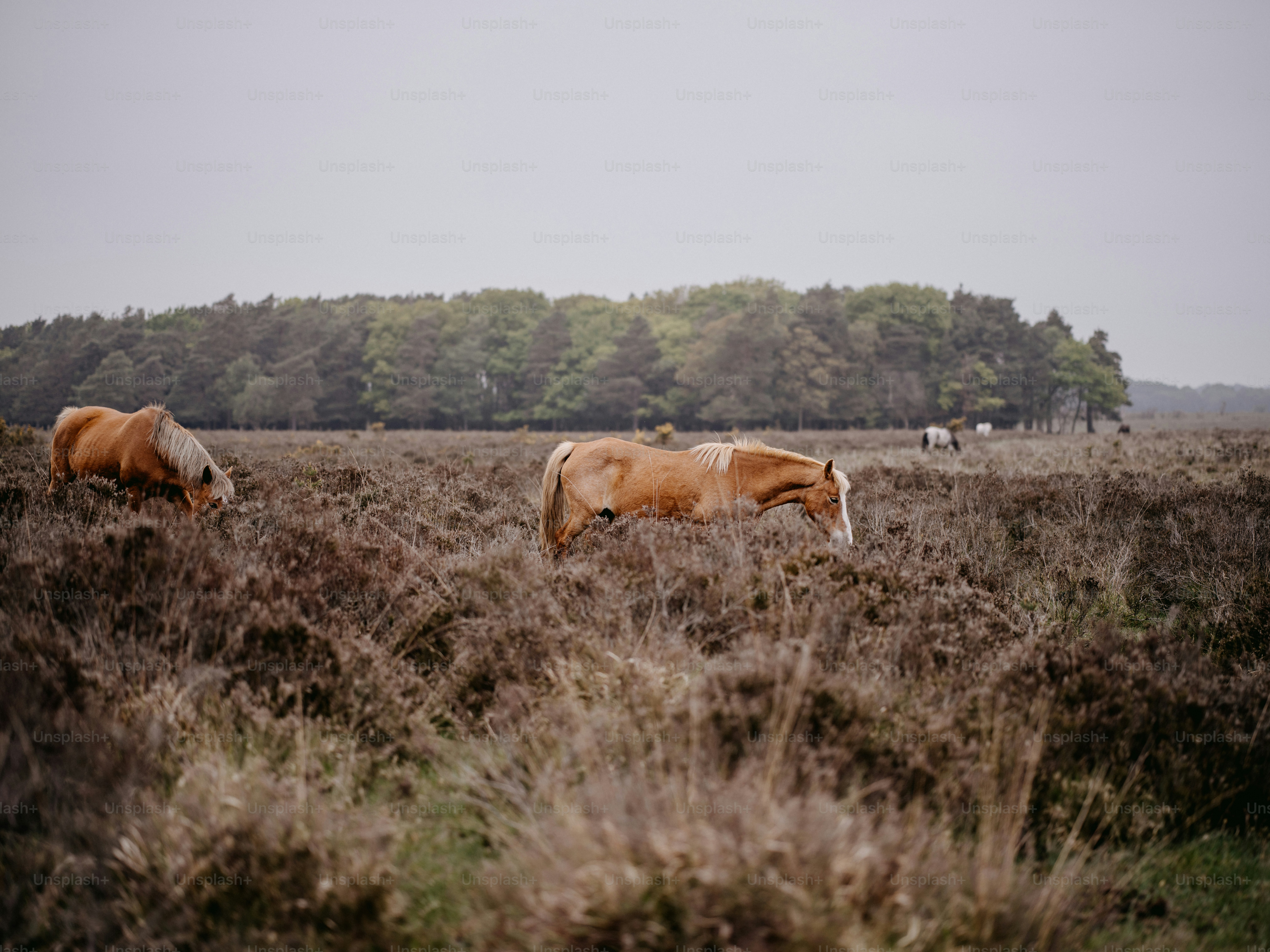 a couple of horses that are standing in the grass