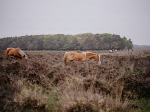 ein paar Pferde, die im Gras stehen
