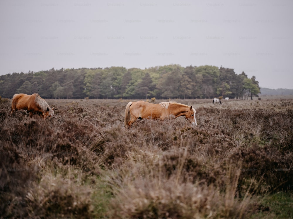 um par de cavalos que estão de pé na grama