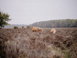 two horses grazing in a field with trees in the background