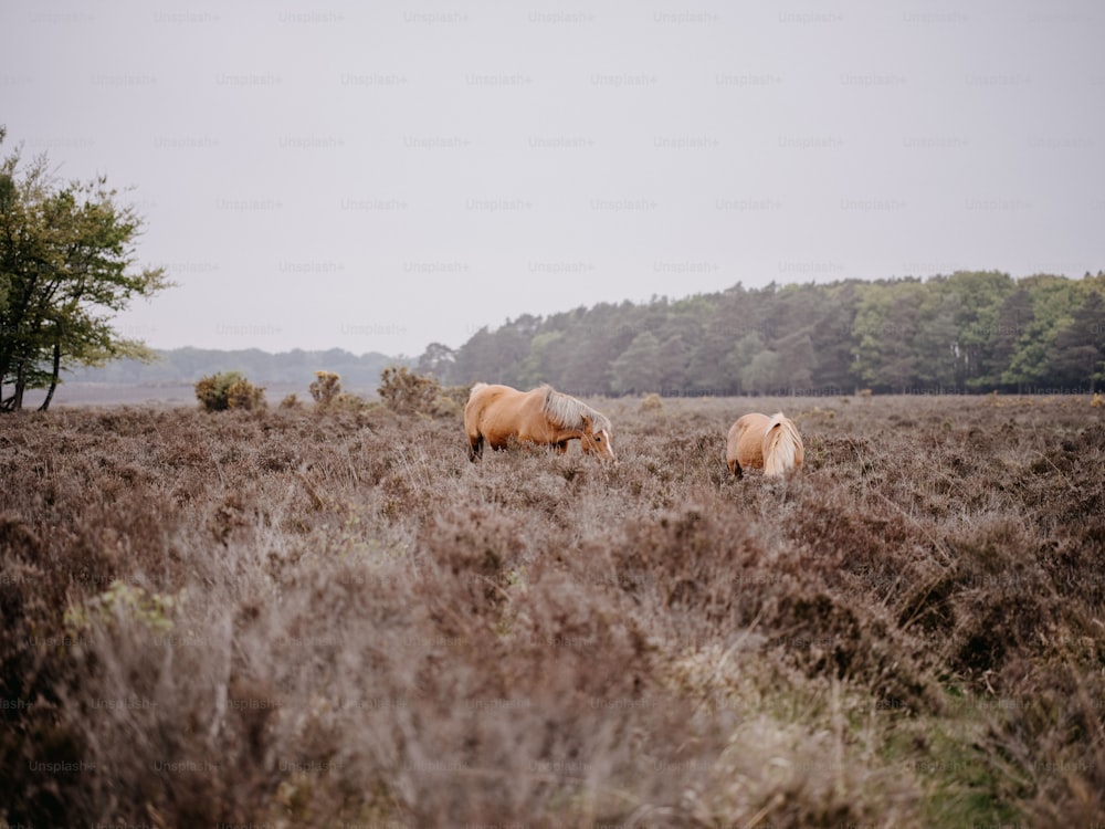 木を背��景に野原で草を食む2頭の馬