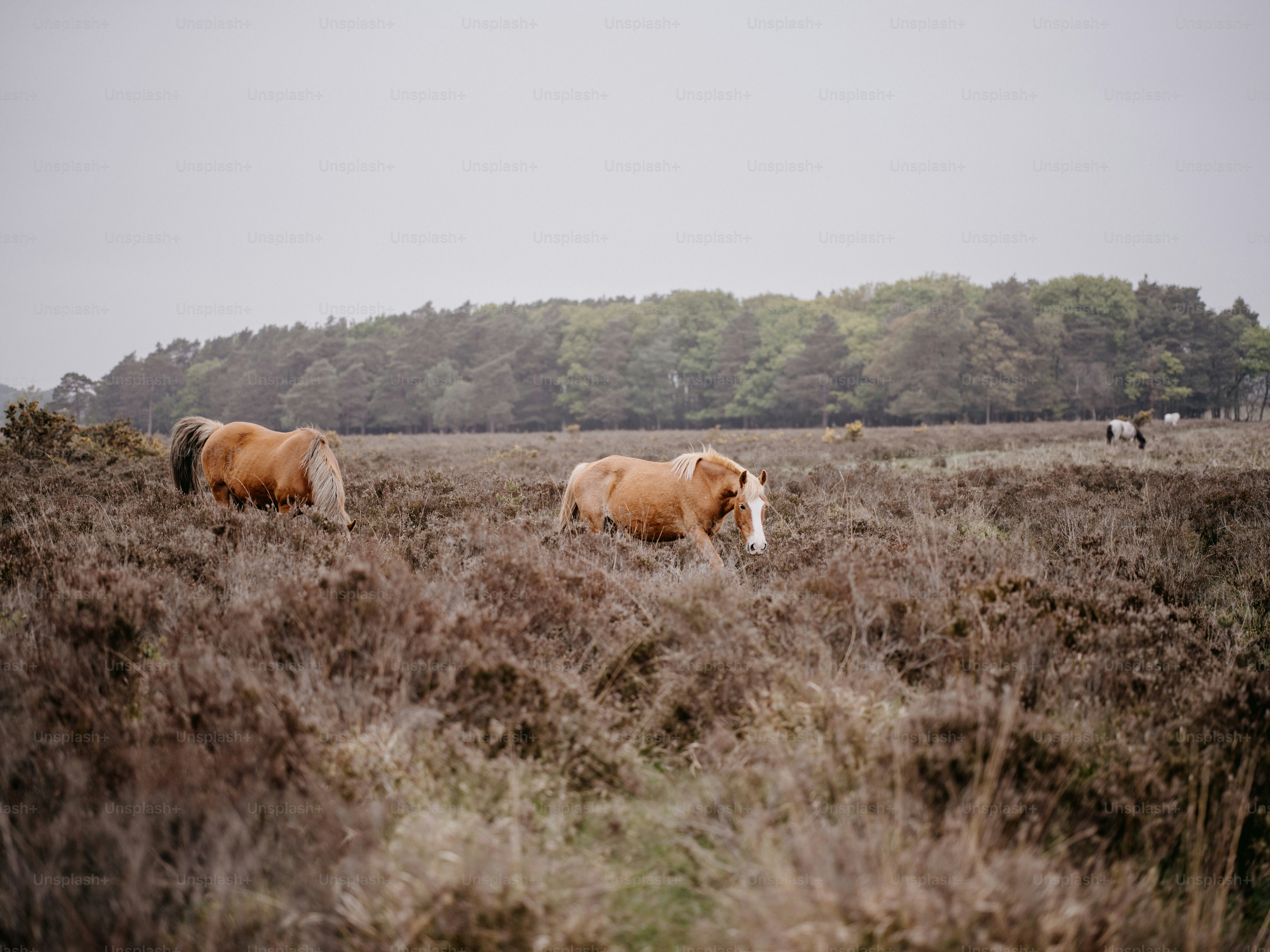a couple of brown horses standing on top of a grass covered field