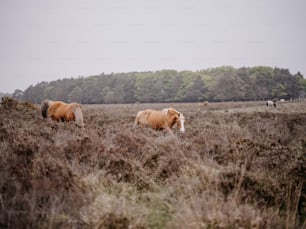 a couple of brown horses standing on top of a grass covered field