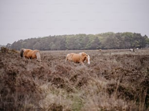 Un par de caballos marrones parados en la cima de un campo cubierto de hierba