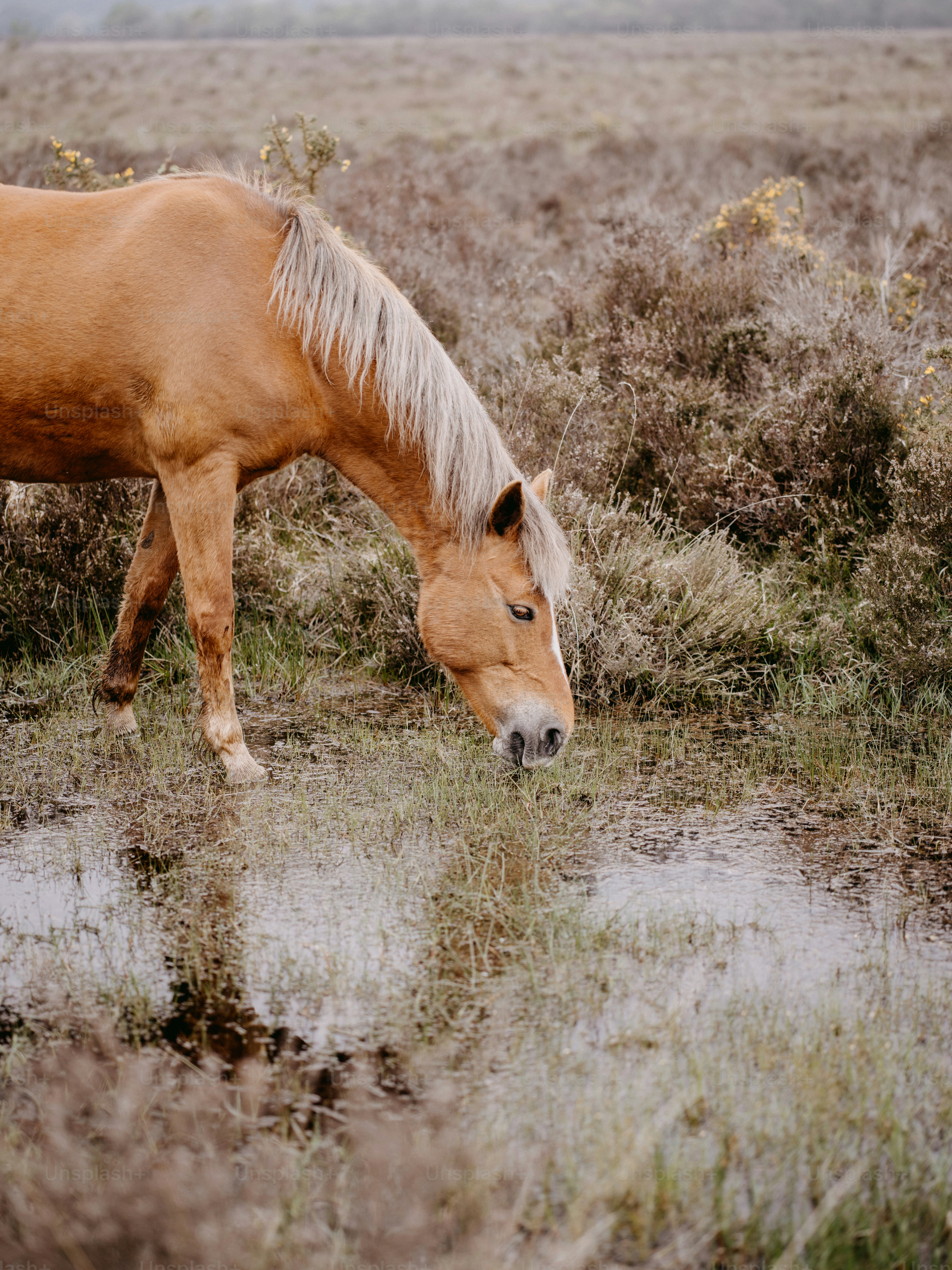 a brown horse standing in a field next to a puddle of water
