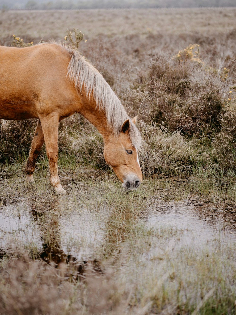 a brown horse standing in a field next to a puddle of water
