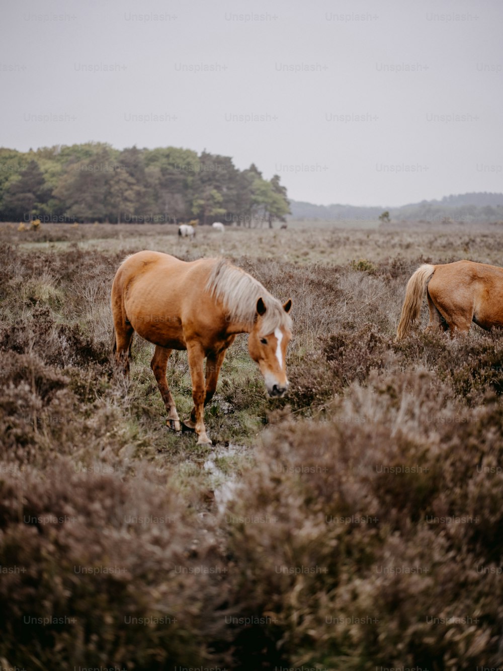 a couple of brown horses standing on top of a grass covered field