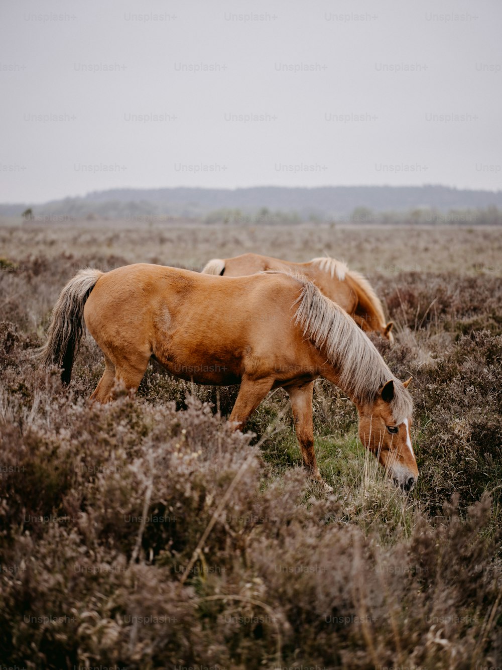 zwei Pferde, die auf einem Feld mit hohem Gras grasen