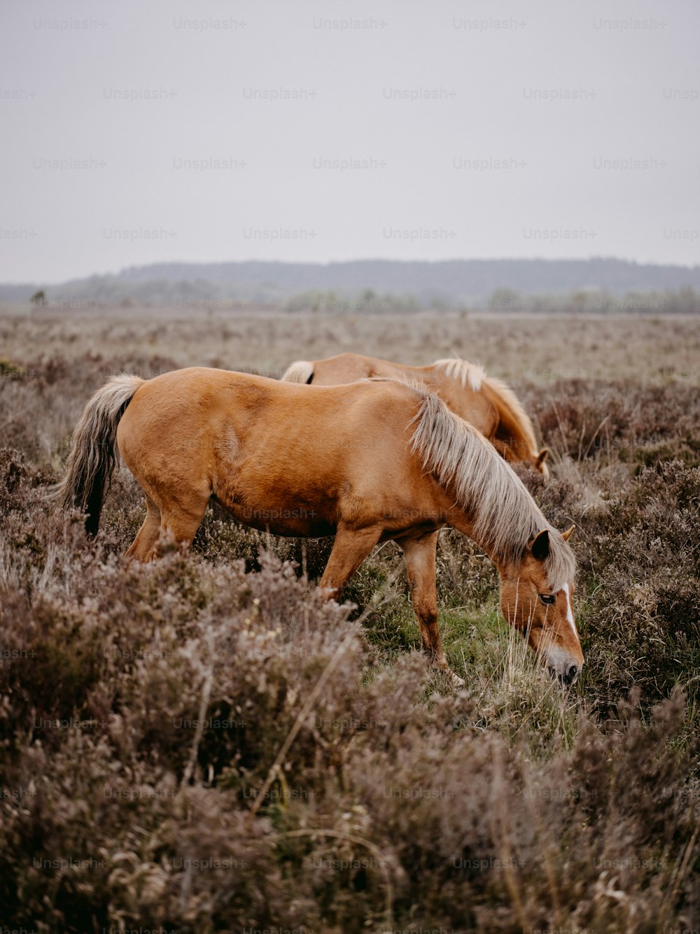 two horses grazing in a field of tall grass