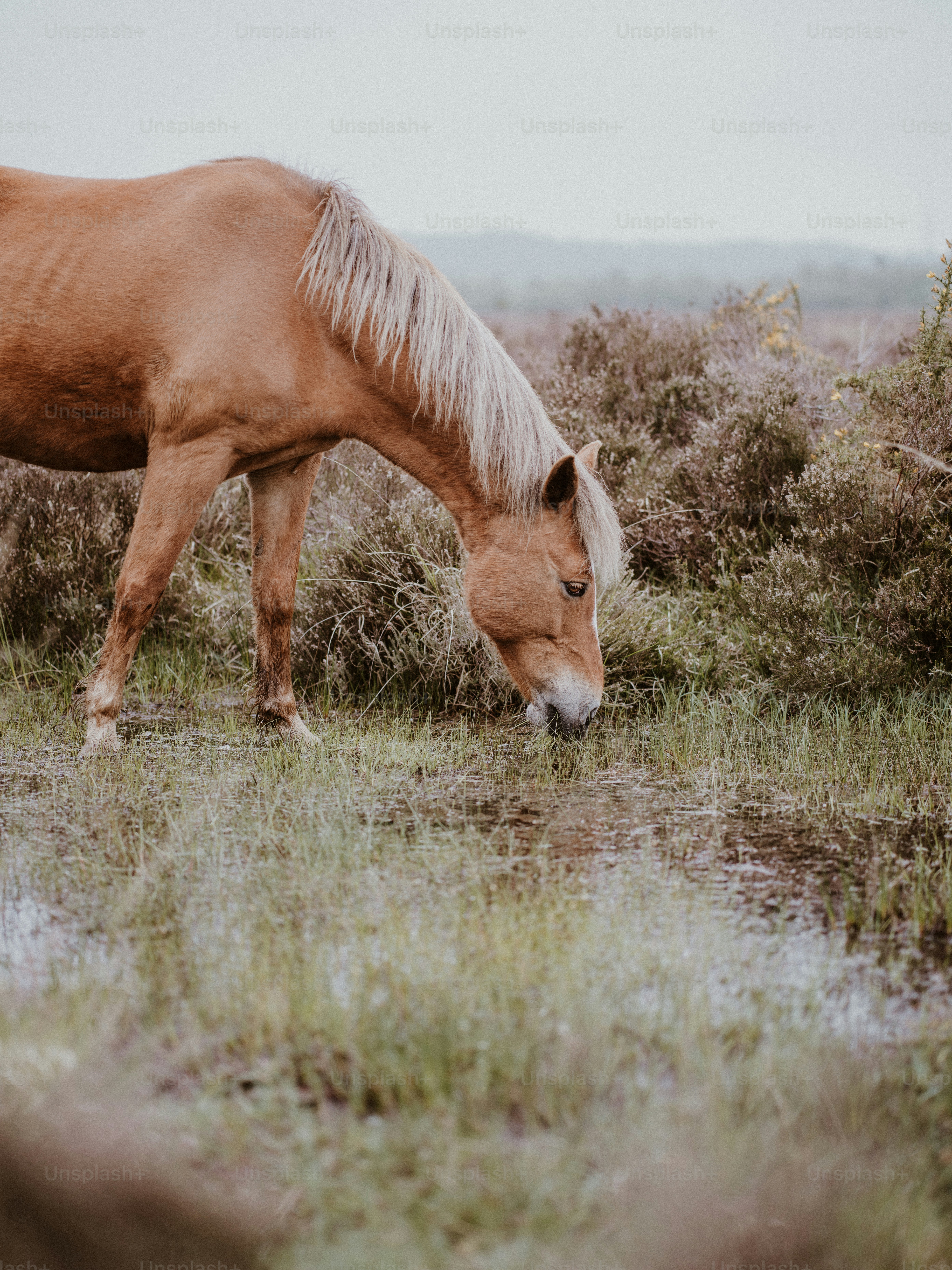 a brown horse eating grass in a field