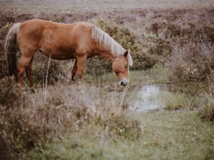 a brown horse drinking water from a small pond