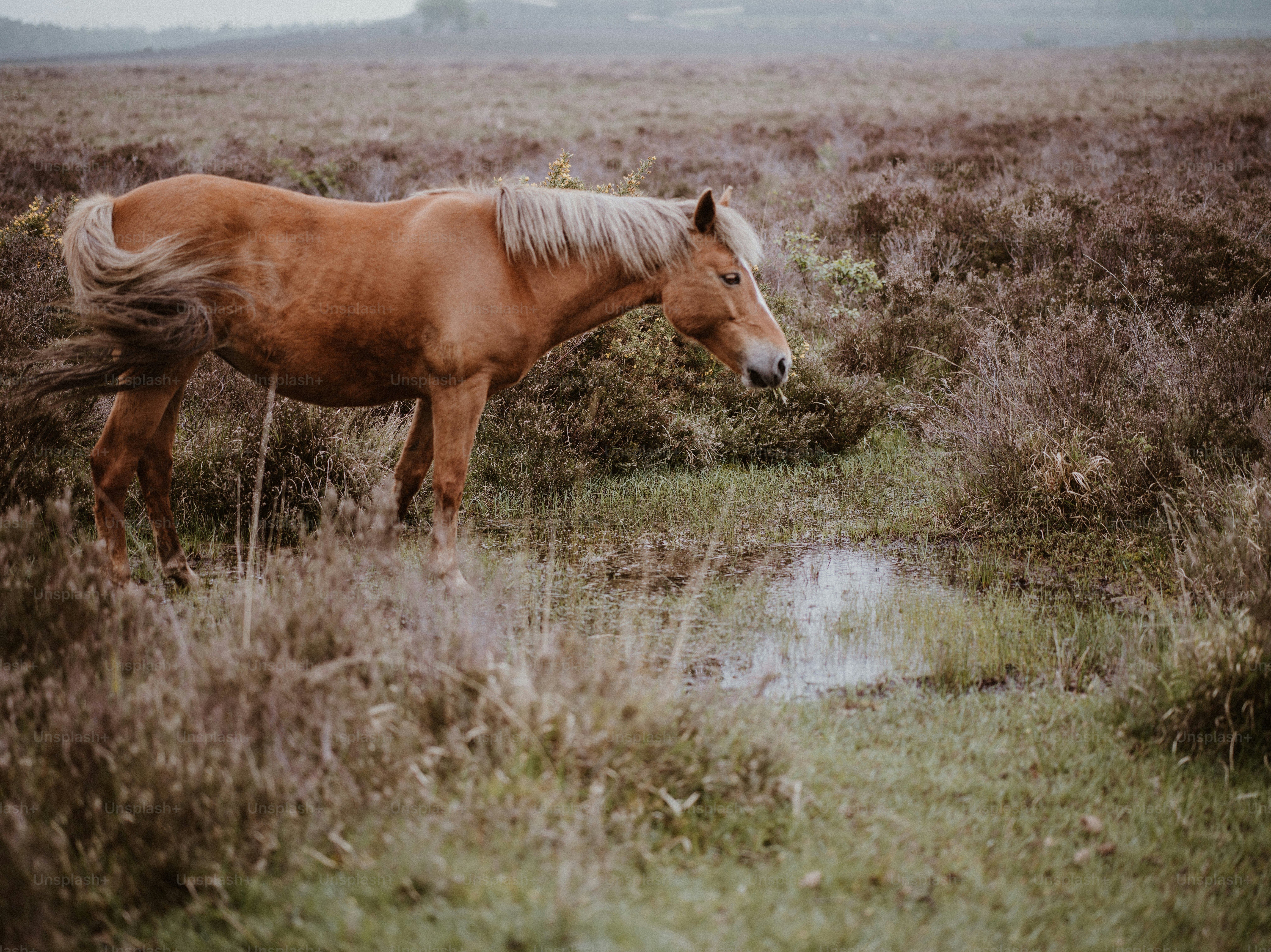 a brown horse standing in a field next to a puddle of water