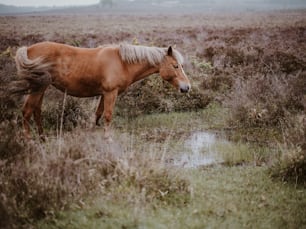 水たまりの隣の野原に立っている茶色の馬