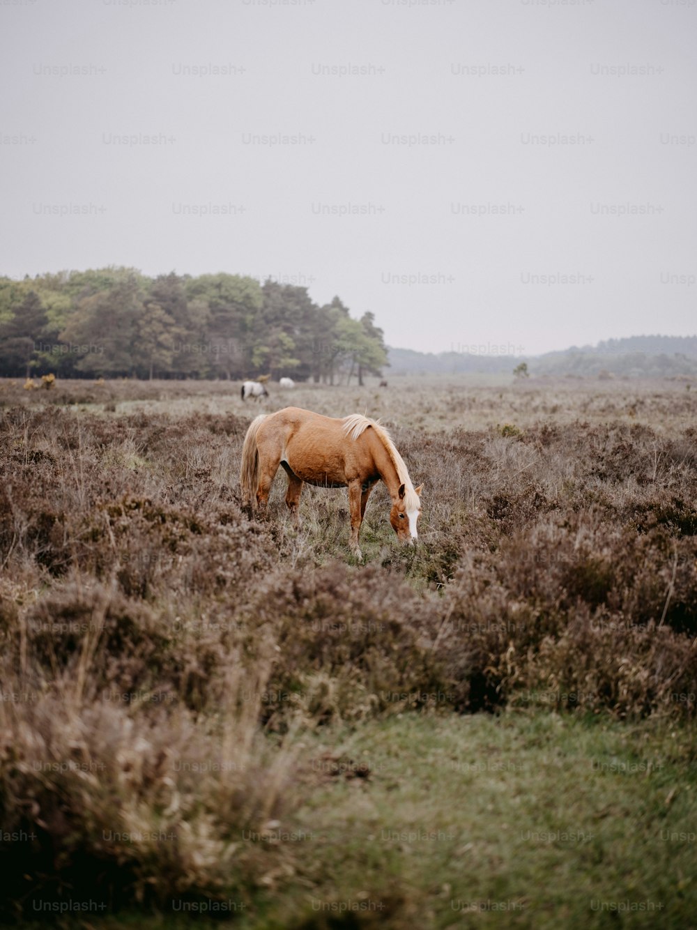 a brown horse grazing in a field with trees in the background