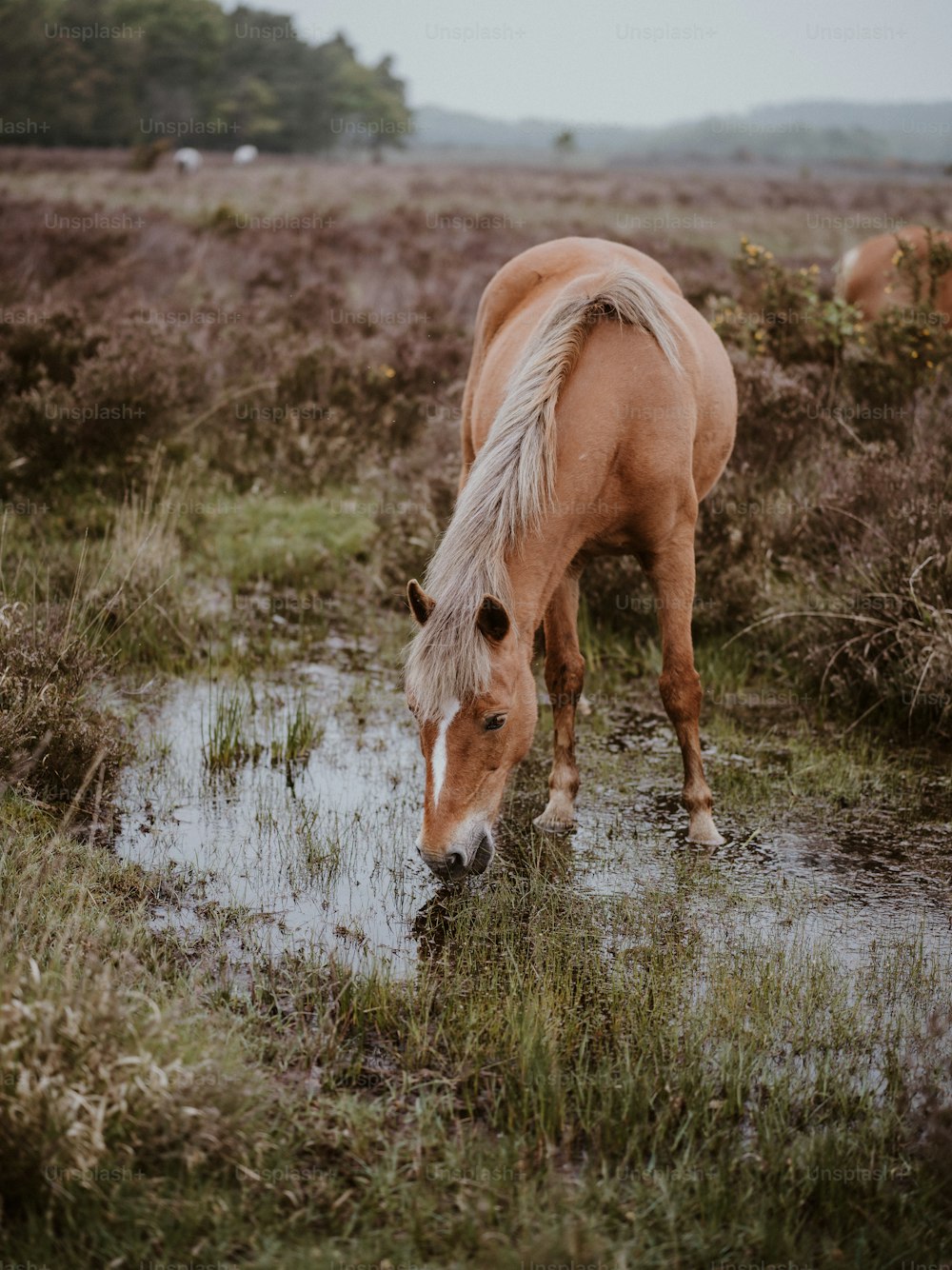 a horse drinking water from a puddle in a field
