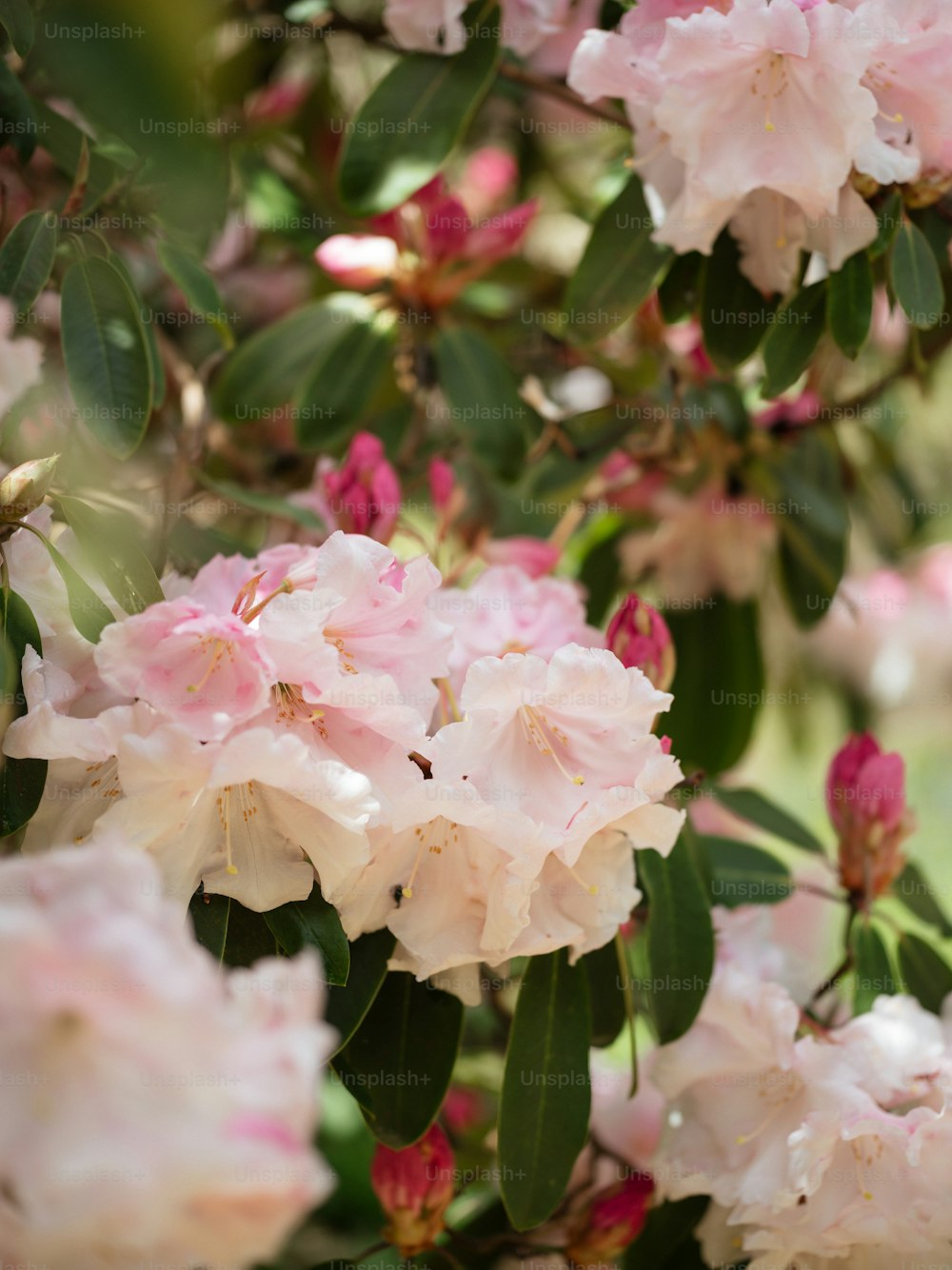 ein Strauß rosa Blumen, die auf einem Baum sind