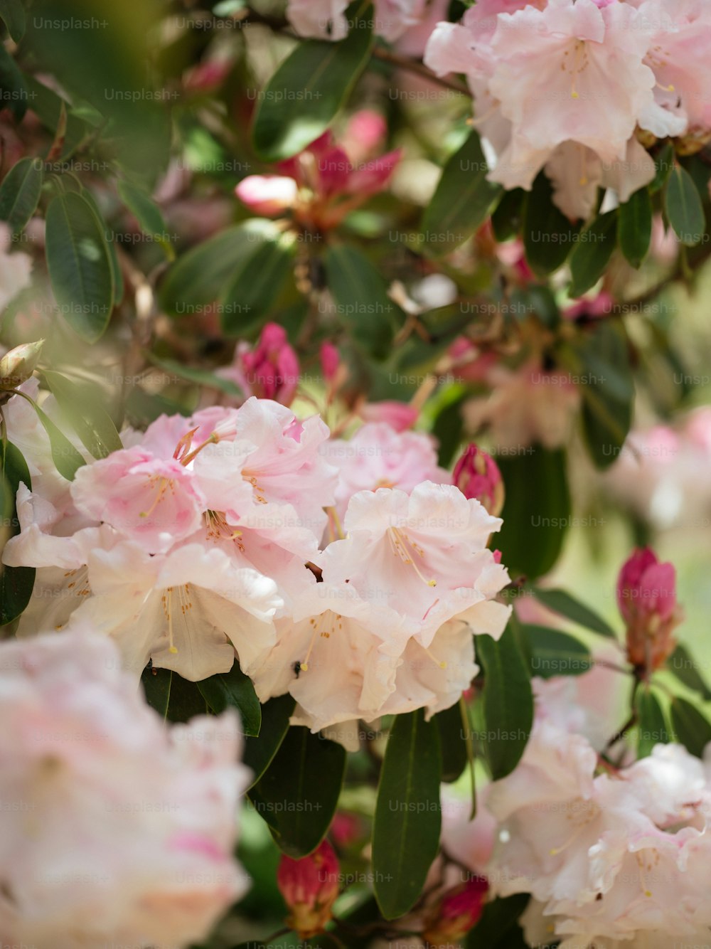 un bouquet de fleurs roses qui sont sur un arbre