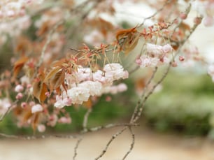 a close up of a tree with pink flowers