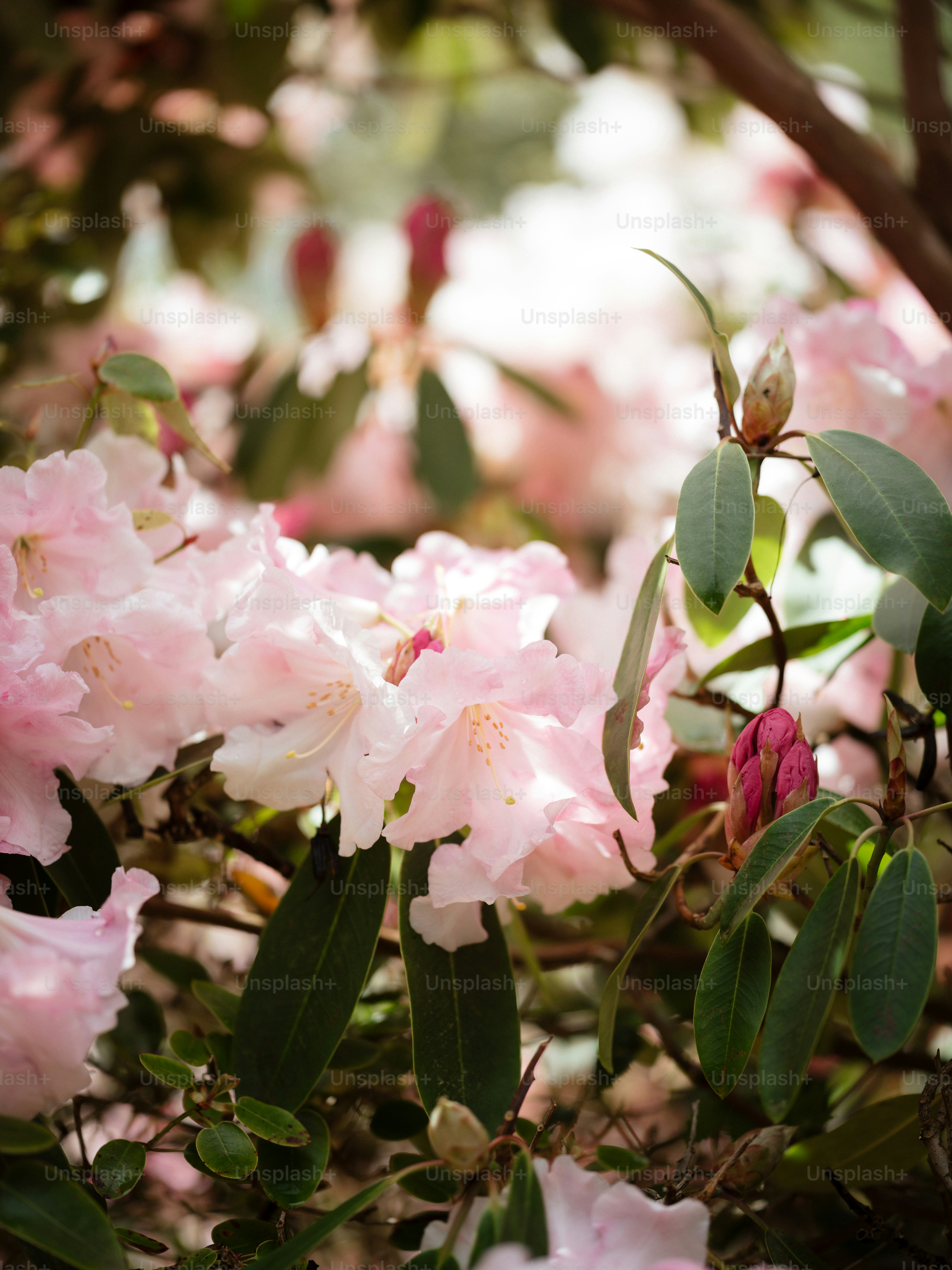 a bunch of pink flowers that are on a tree