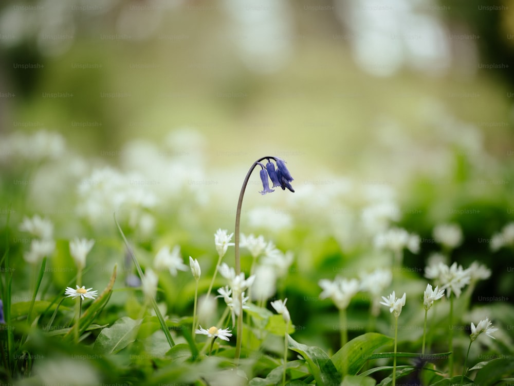 Una pequeña flor azul en un campo de flores blancas