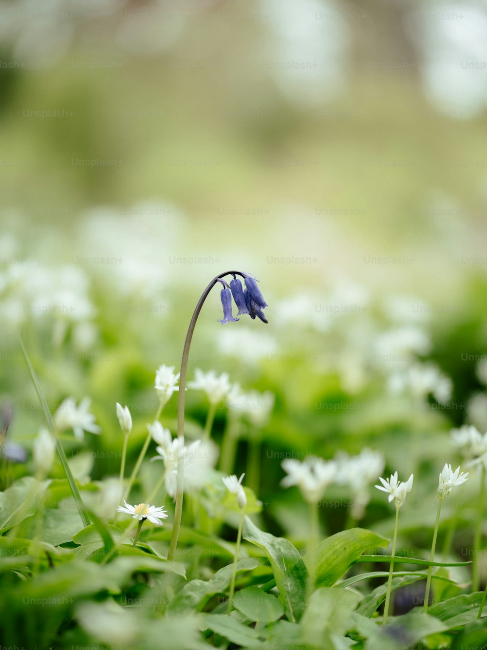 Una pequeña flor azul en un campo de flores blancas