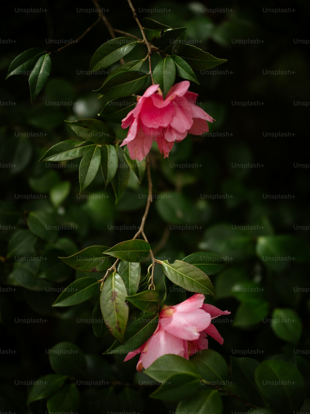 Un primo piano di un fiore rosa su un albero