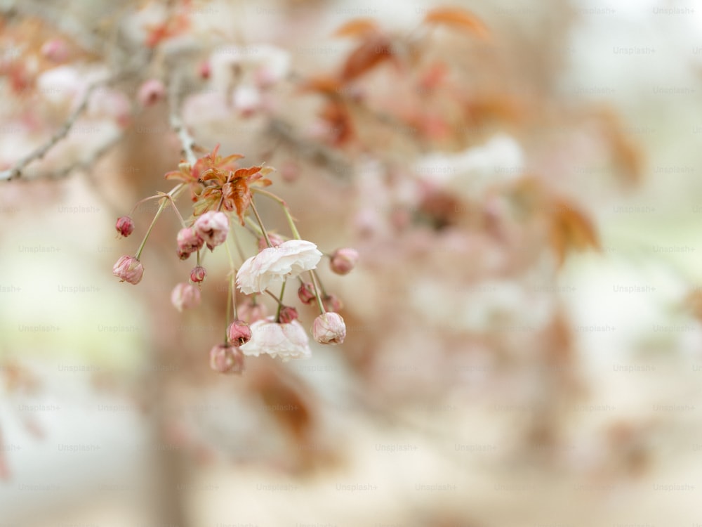 Un primo piano di un albero con i fiori rosa