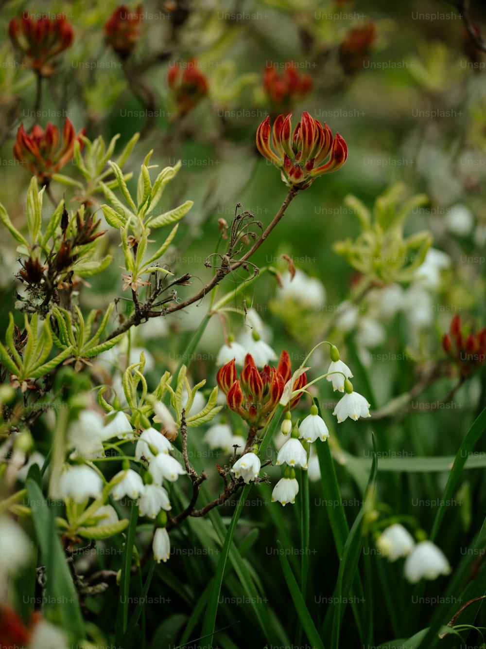 a bunch of flowers that are in the grass