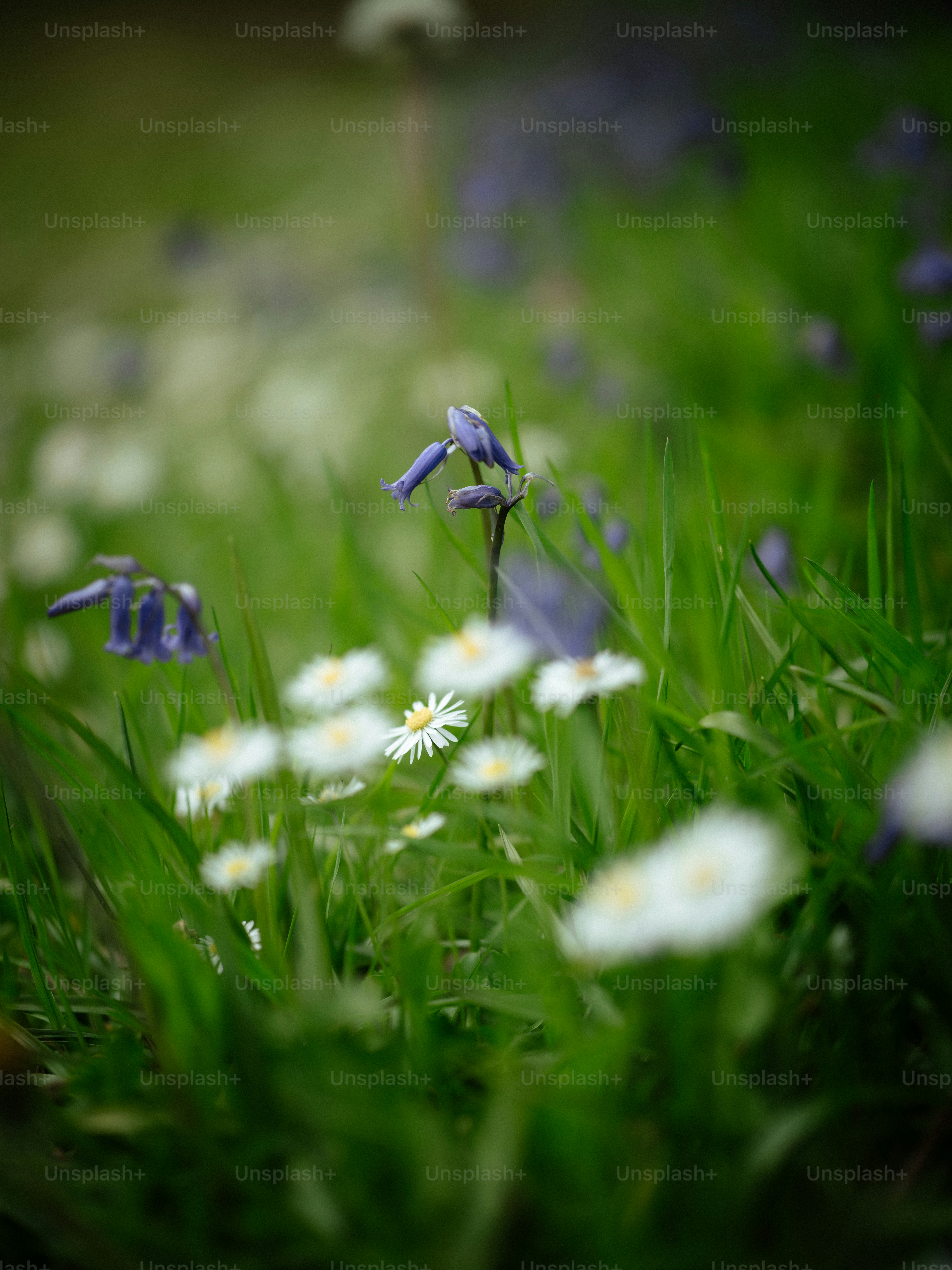 a bunch of flowers that are in the grass