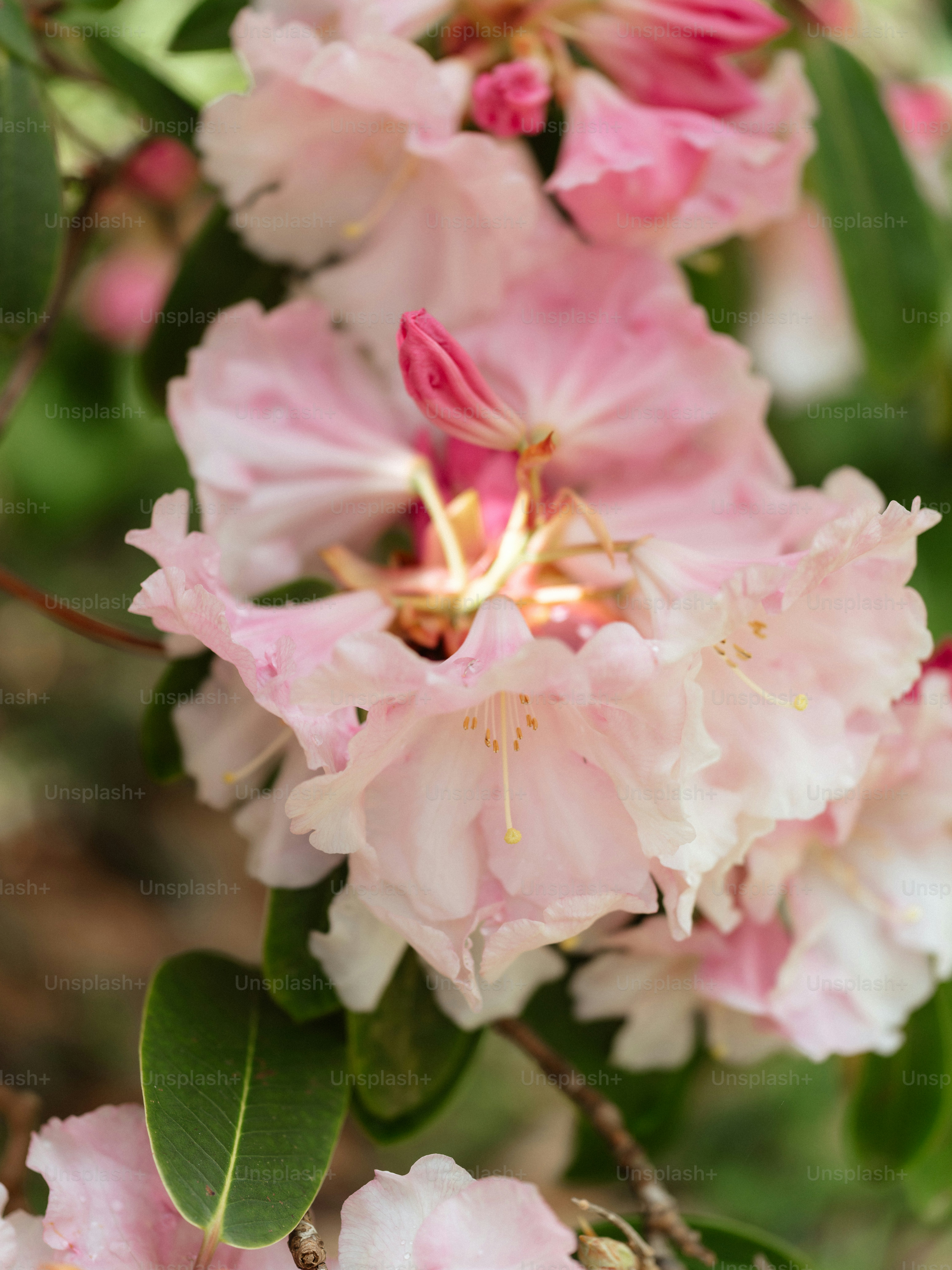 a close up of pink flowers on a tree