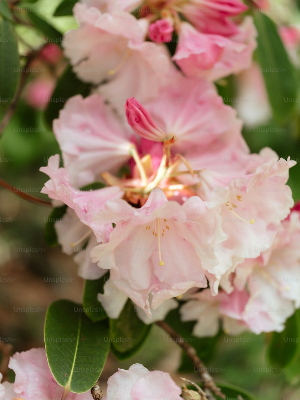 um close up de flores cor-de-rosa em uma árvore