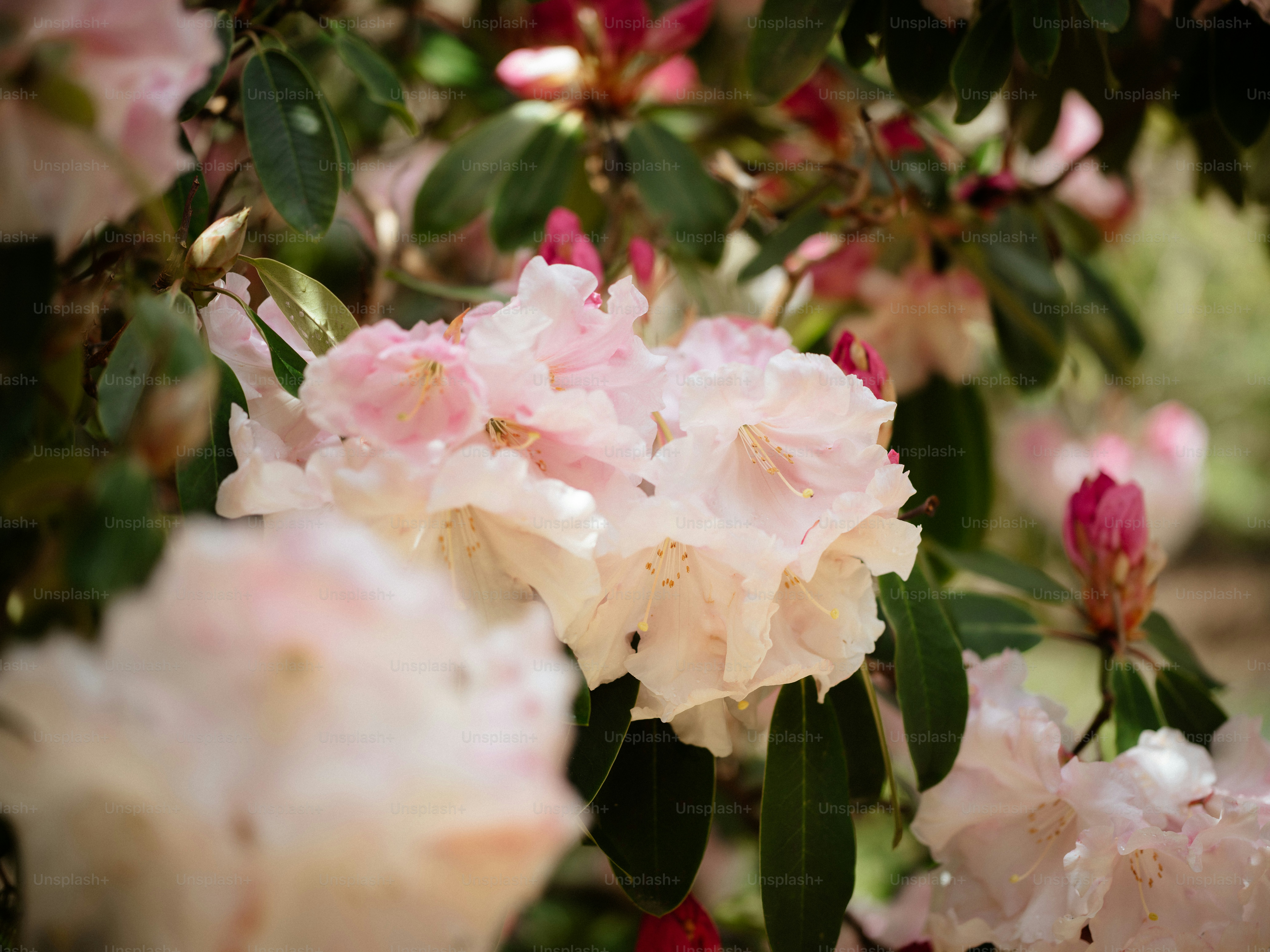 a bunch of flowers that are on a tree