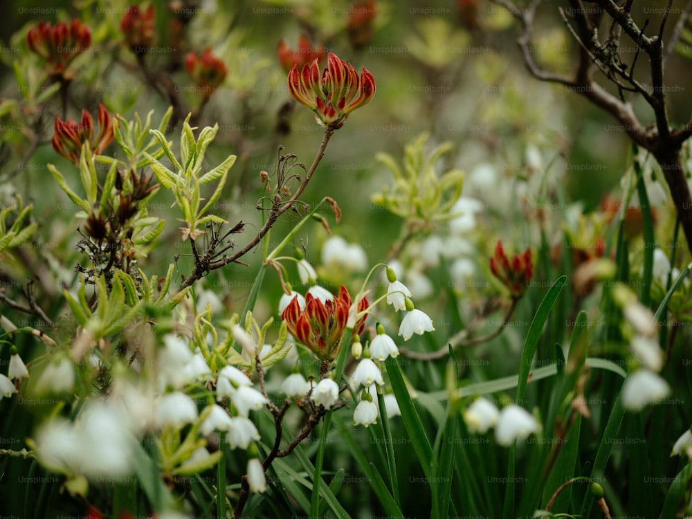 a bunch of flowers that are in the grass