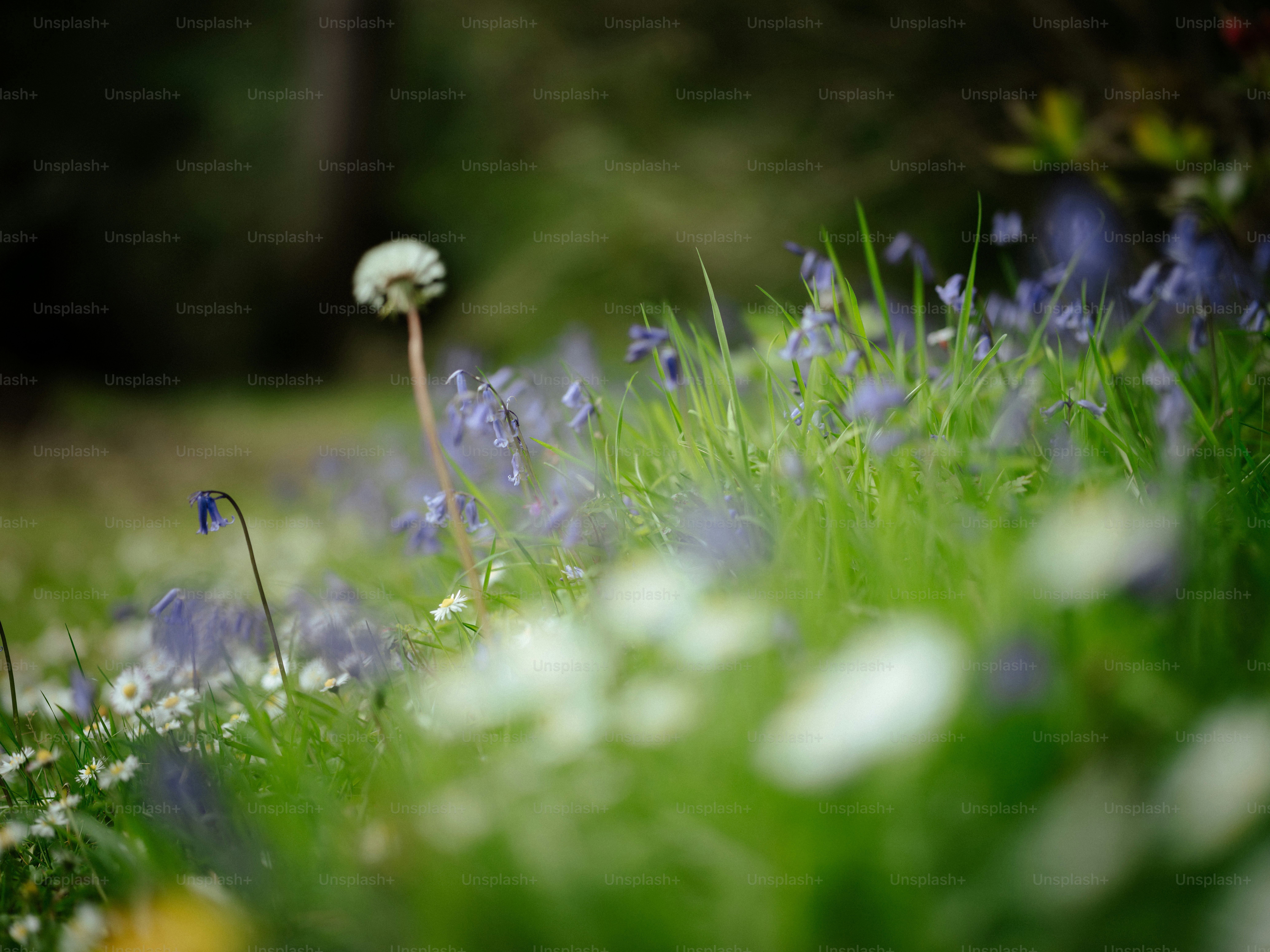 a field full of blue and white flowers