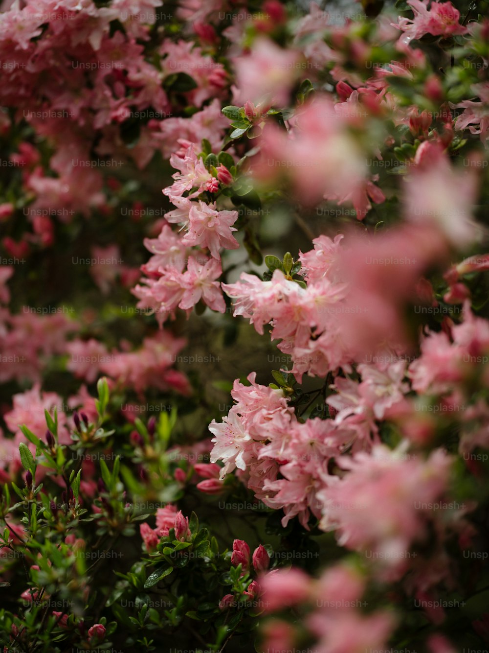 Un ramo de flores rosadas que están floreciendo