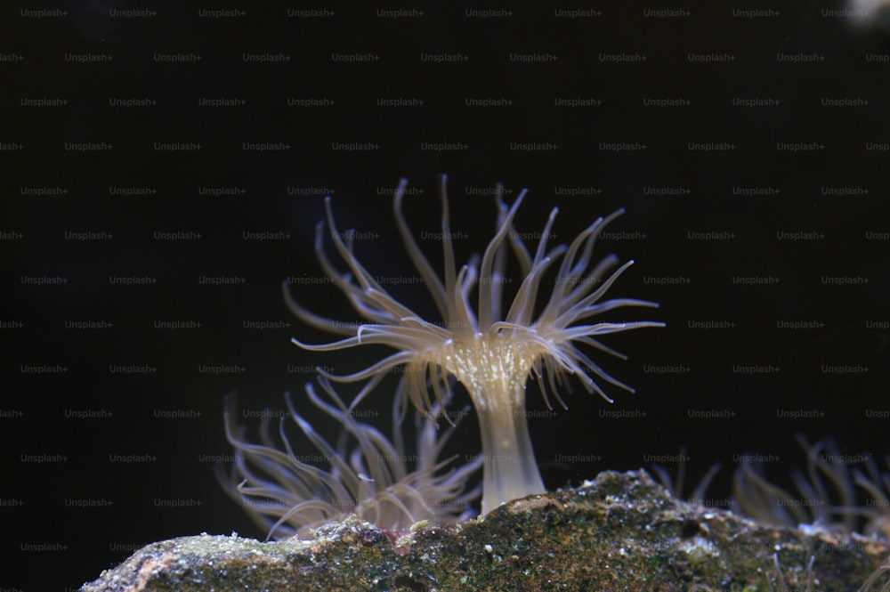 a close up of a sea anemone on a rock