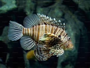 um close up de um peixe em um aquário