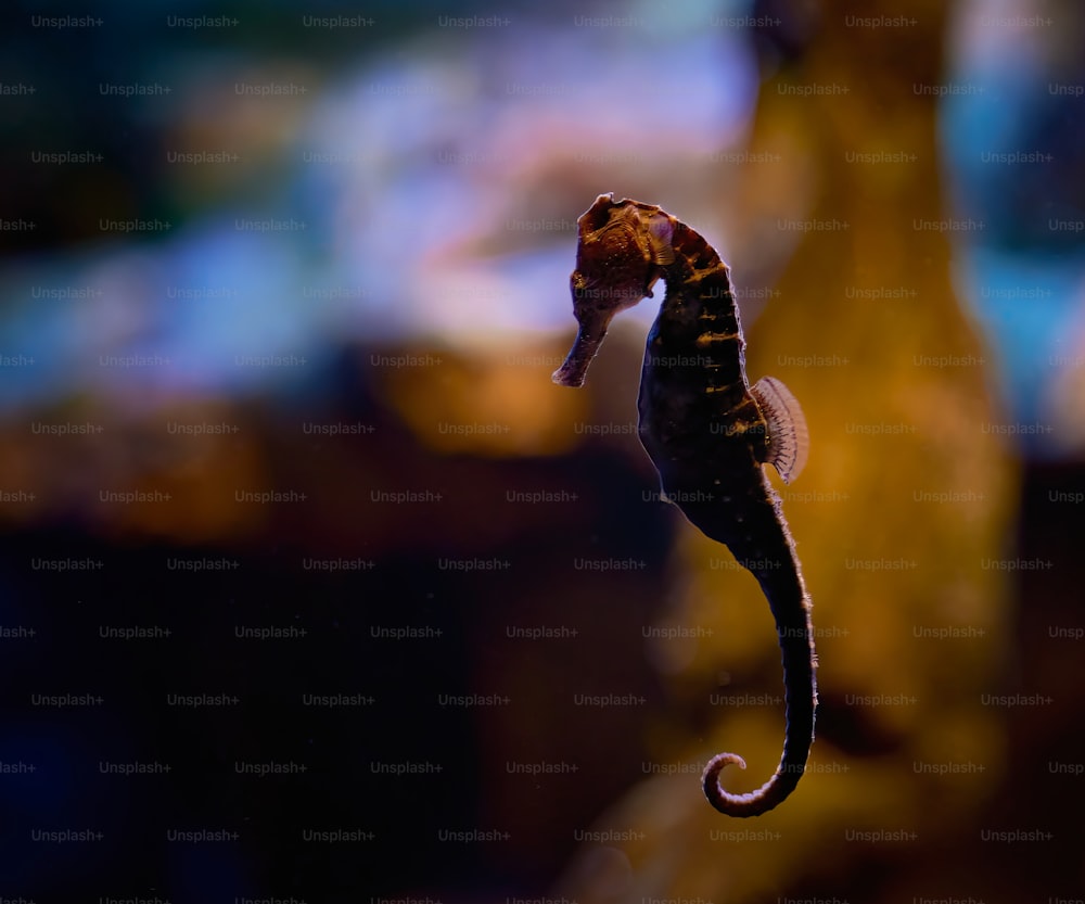 a close up of a sea horse in a tank