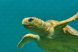 a close up of a turtle swimming in the water