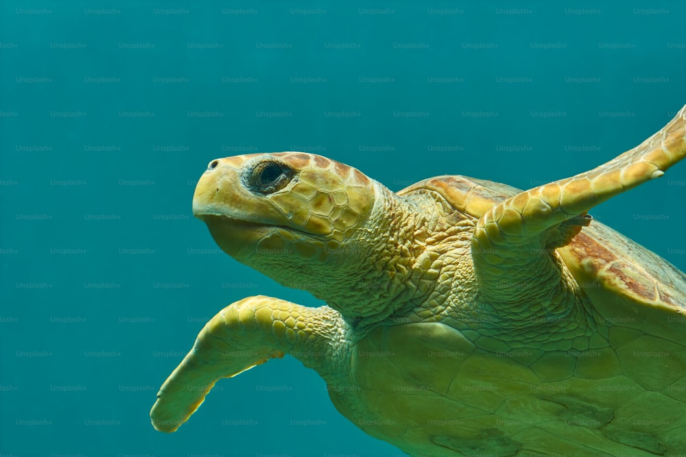 a close up of a turtle swimming in the water