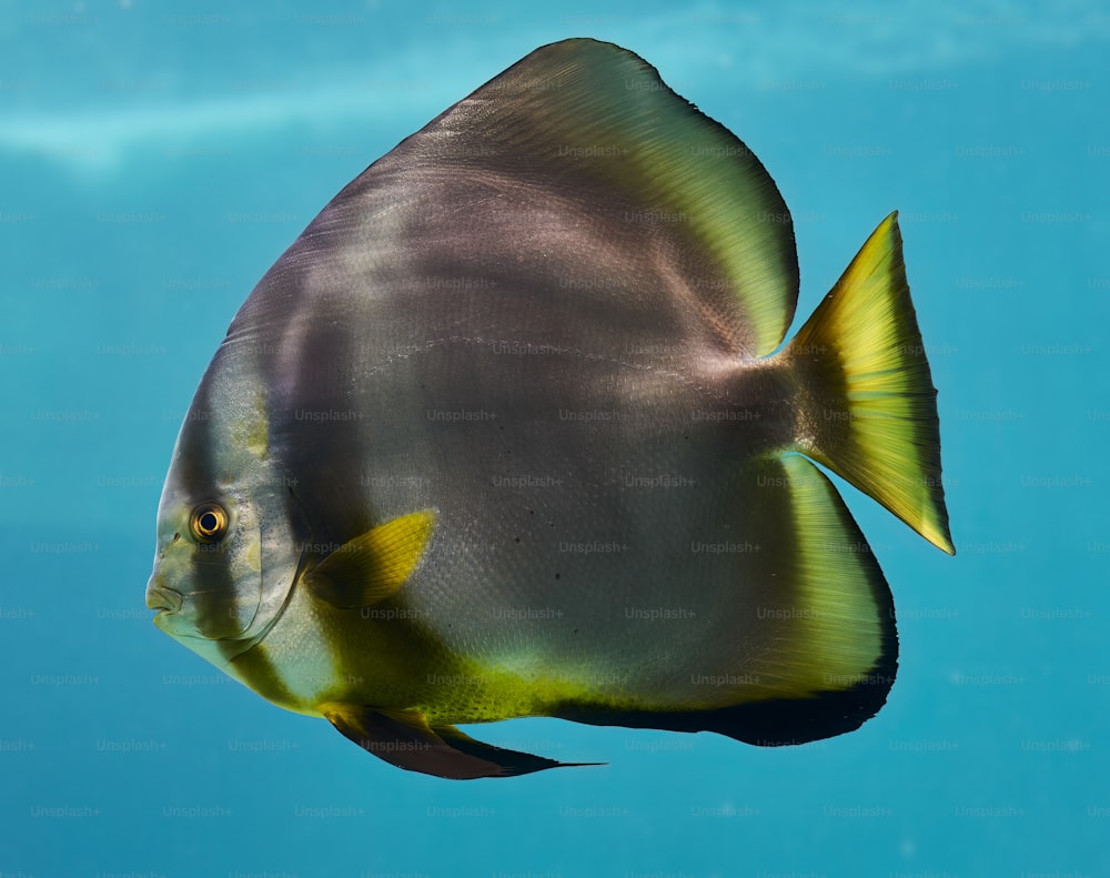 水中を泳いでいる魚