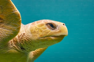 Nahaufnahme einer Schildkröte, die im Wasser schwimmt