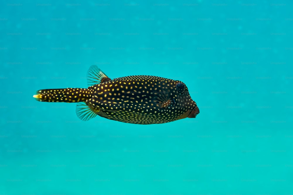 ein Fisch, der im Wasser schwimmt