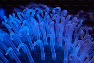 a close up of a blue sea anemone