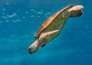 Une tortue verte nageant dans l’océan