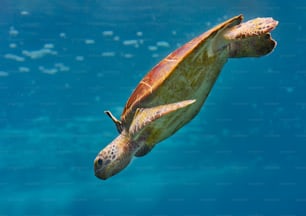 a green turtle swimming in the ocean