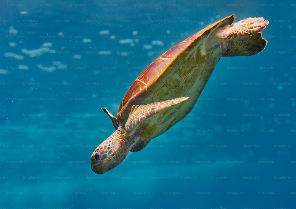 a green turtle swimming in the ocean